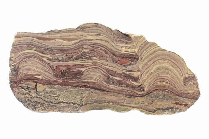 Polished Domal Stromatolite Slab - Billion Years Old #239932